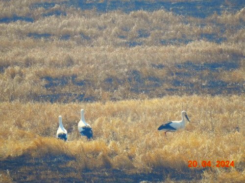 «Успевай объектив поворачивать»: птицы Приамурья удивили москвичей
