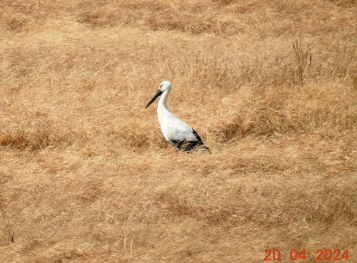 «Успевай объектив поворачивать»: птицы Приамурья удивили москвичей