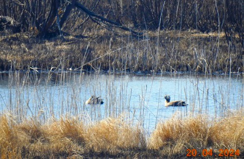 «Успевай объектив поворачивать»: птицы Приамурья удивили москвичей