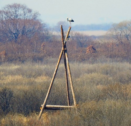 «Успевай объектив поворачивать»: птицы Приамурья удивили москвичей