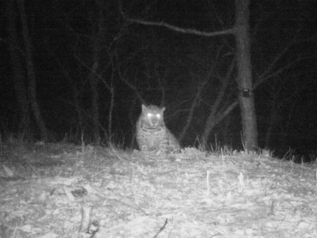 Любит чистоту и прогулки под дождем: леопард-эстет живет в приморском заповеднике