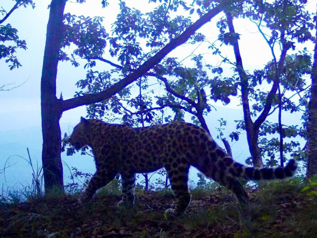 Любит чистоту и прогулки под дождем: леопард-эстет живет в приморском заповеднике