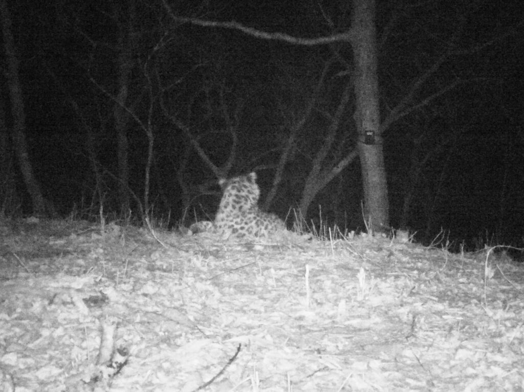 Любит чистоту и прогулки под дождем: леопард-эстет живет в приморском заповеднике