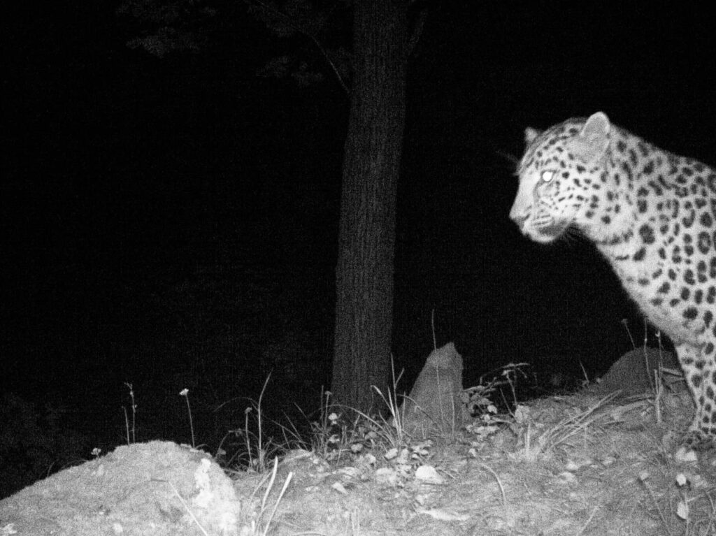 Любит чистоту и прогулки под дождем: леопард-эстет живет в приморском заповеднике