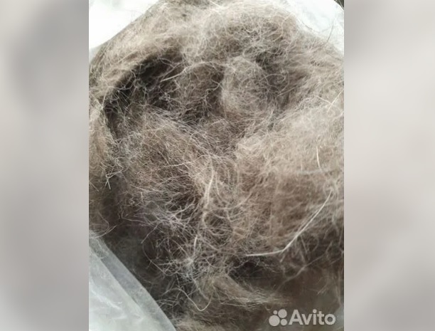 Зачем покупать, если можно взять: что и кого в Благовещенска отдают бесплатно