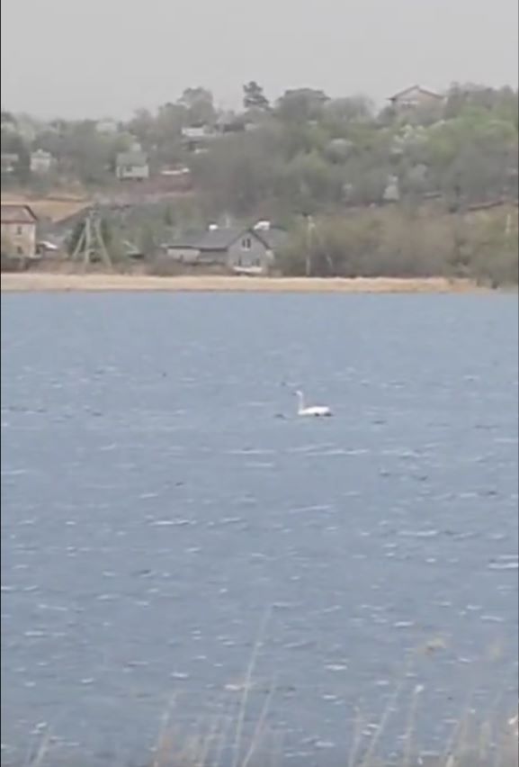 На озере в окрестностях Благовещенска замечен необычный обитатель
