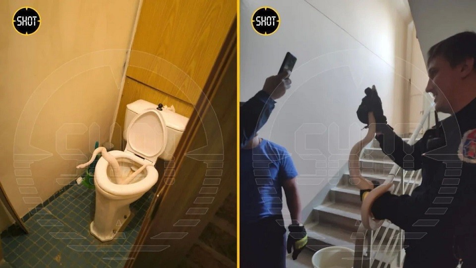 Жительница Москвы обнаружила в своём туалете удава