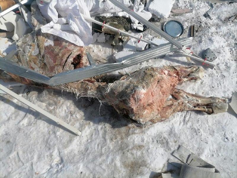 Наказали, но не убрали: благовещенские дачники не могут избавиться от несанкционированной свалки