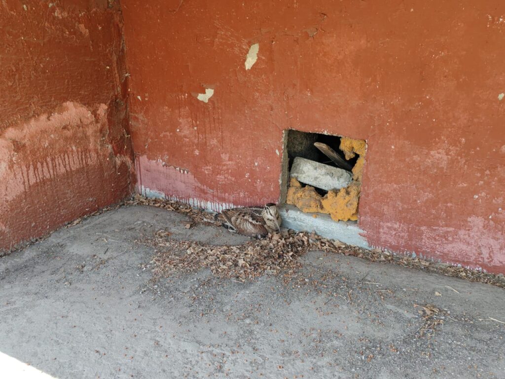 Странная гостья: благовещенка нашла у подъезда необычную птицу