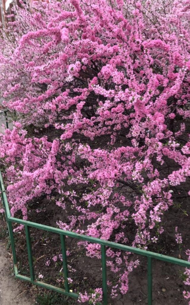 «Спилили под цветочки»: благовещенские пенсионерки объявили войну сакуре