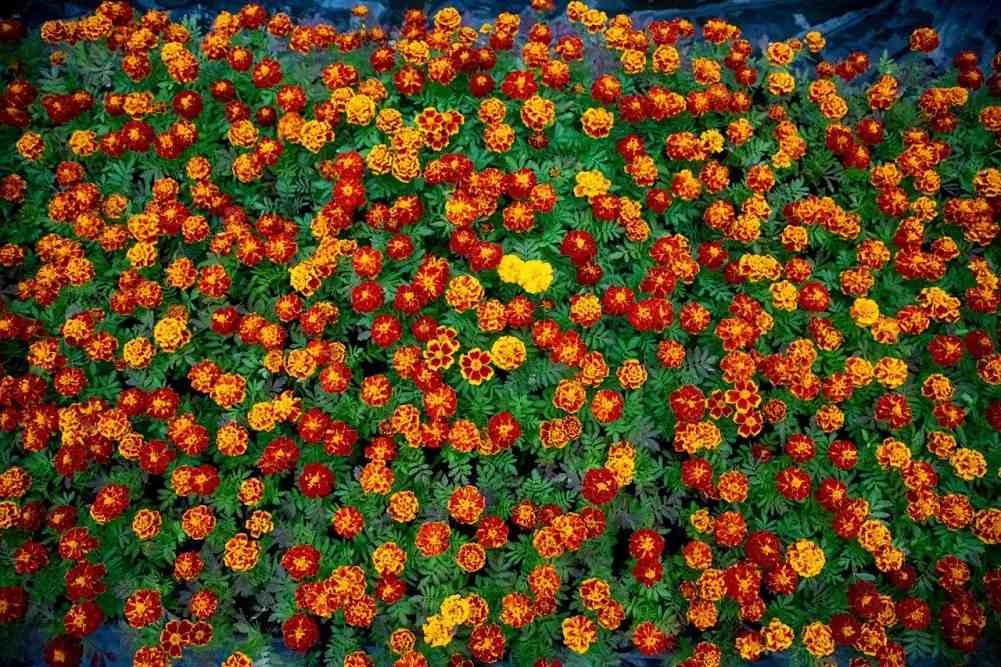 цветы, озеленение Благовещенска