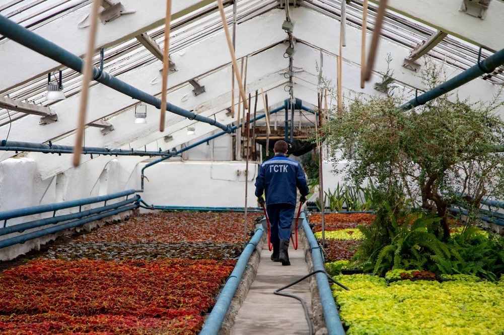 цветы, озеленение Благовещенска