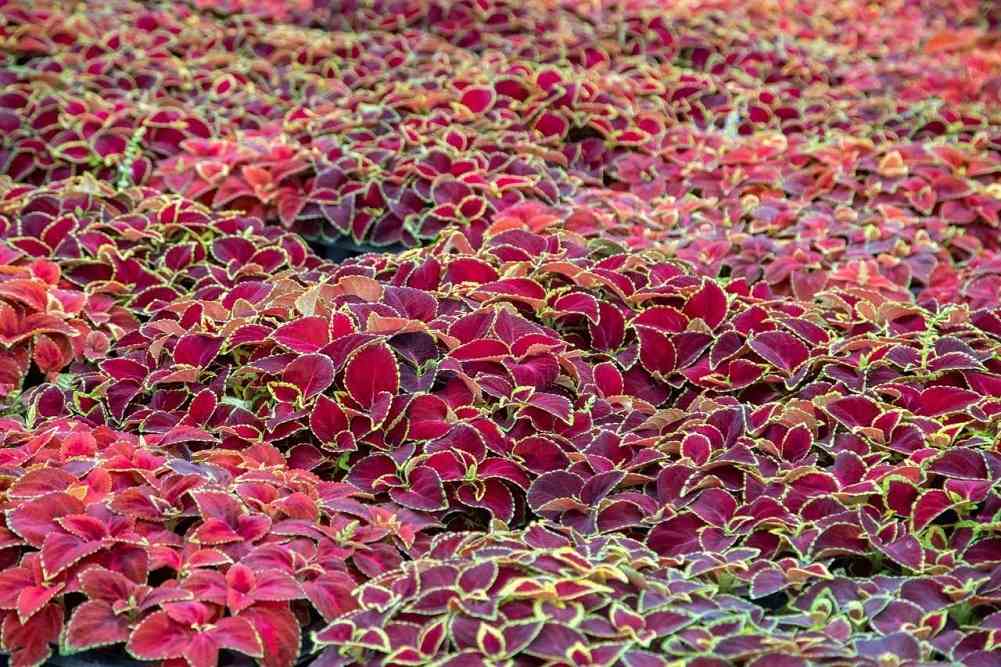 цветы, озеленение Благовещенска