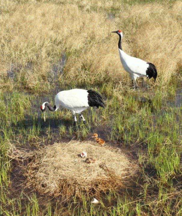 журавли, потомство