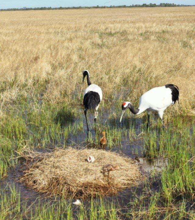 журавли, потомство