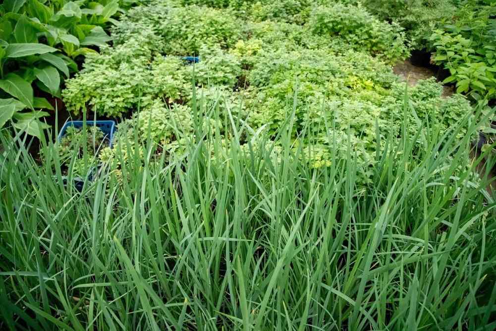 цветы, озеленение Благовещенска