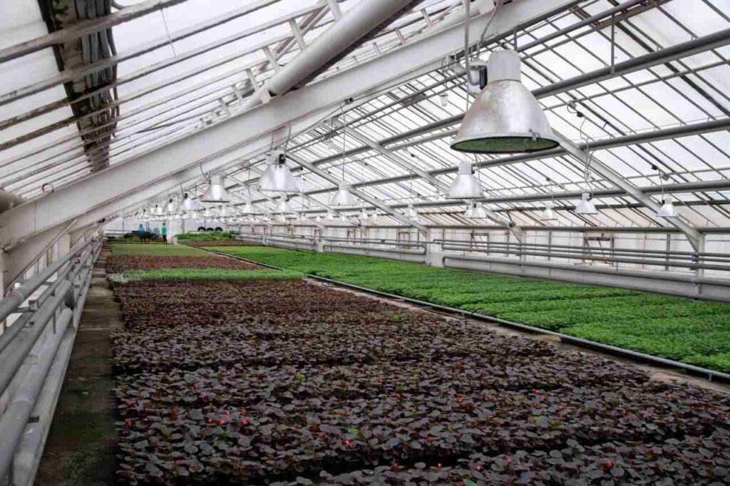 цветы, озеленение Благовещенска