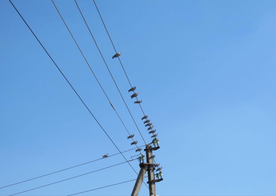 скалистый голубь, Муравьевский заказник