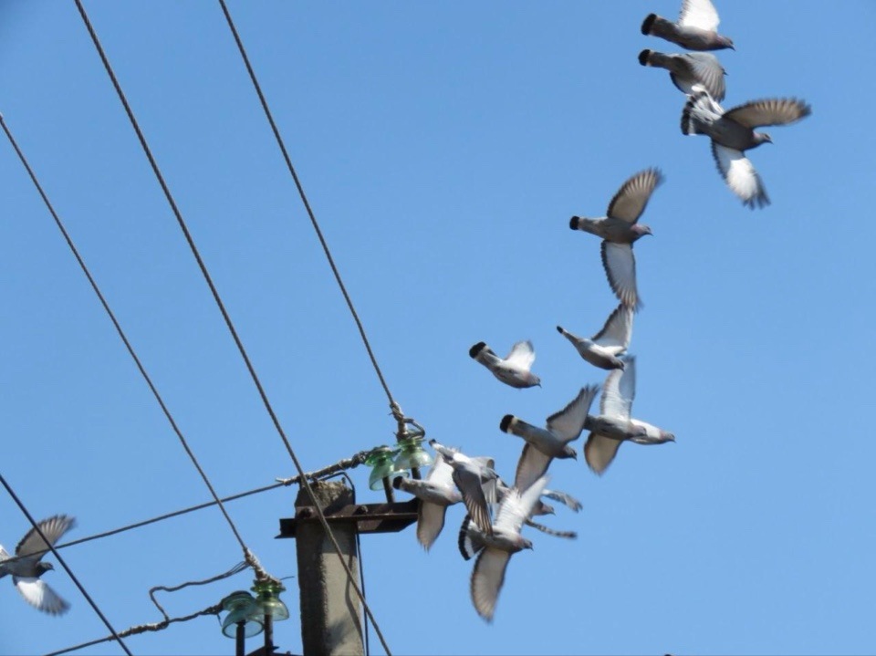 скалистый голубь, Муравьевский заказник