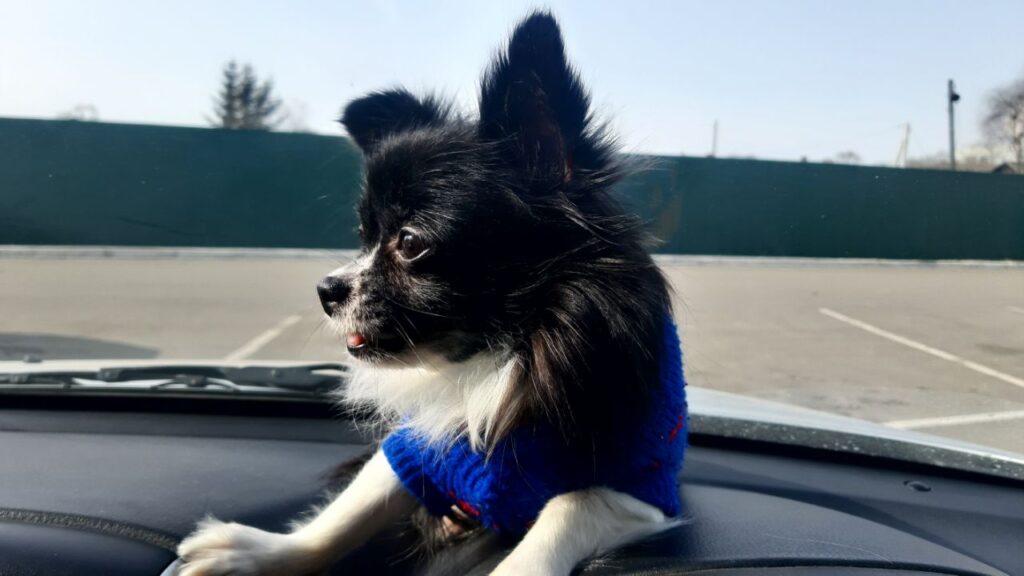 Когда не стоит заводить собаку: кинологи назвали пять признаков