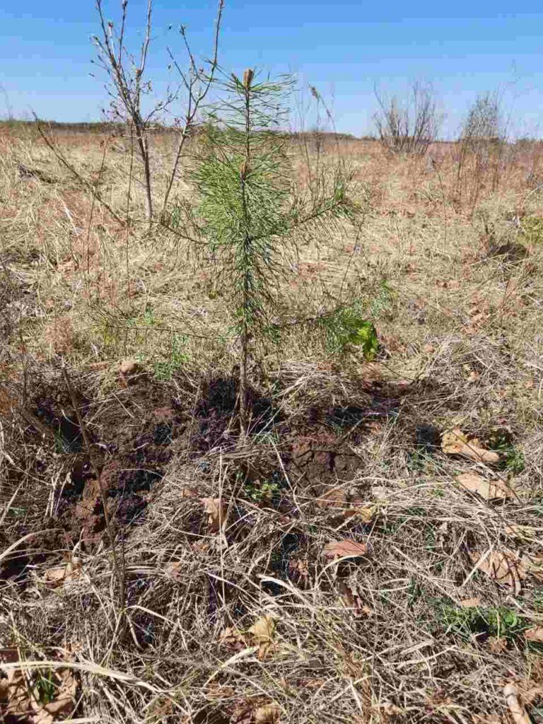 Посадка леса