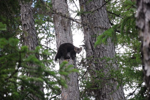 Пушистое пополнение: север Приамурья захватывают соболя