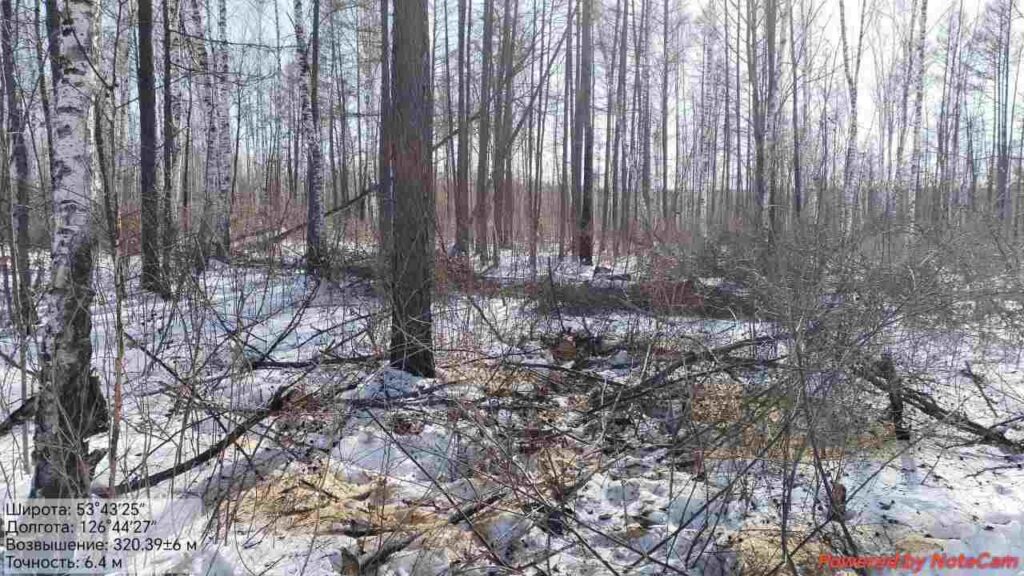 Амурский лесник обвиняется в злоупотреблении служебным положением 