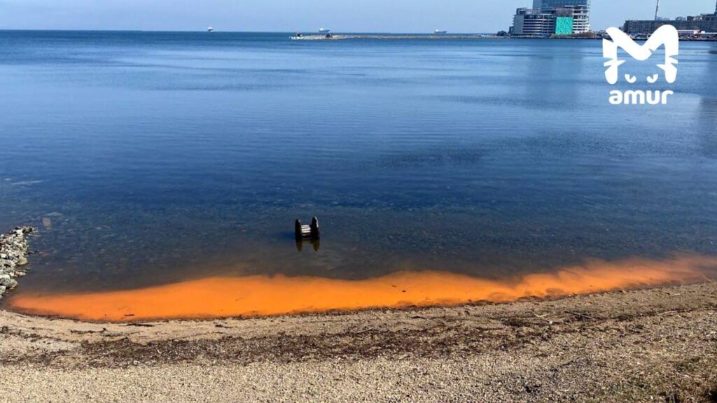 Море заржавело: берег Владивостока приобрел необычный окрас