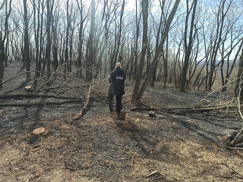 Горящие леса обогатили амурчан на полмиллиона рублей