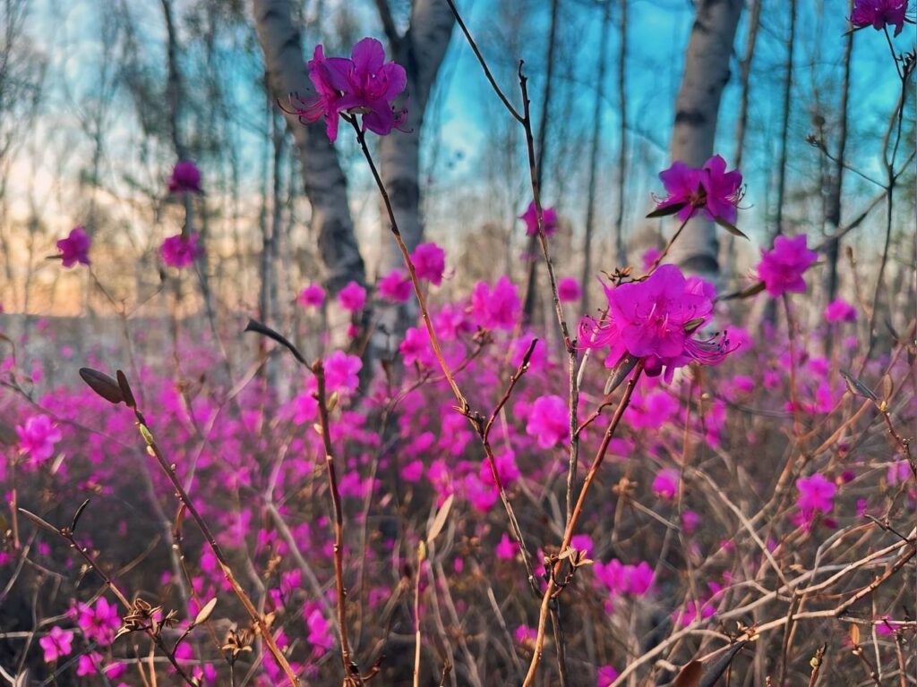 Невероятные краски: жители Шимановска делятся снимками багульника