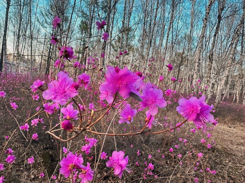 Невероятные краски: жители Шимановска делятся снимками багульника