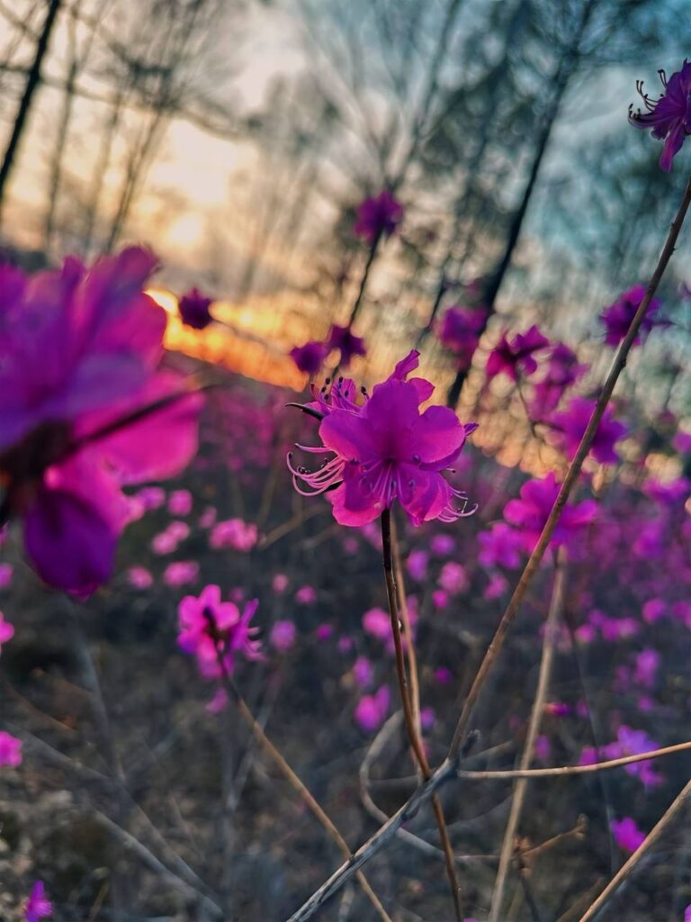 Невероятные краски: жители Шимановска делятся снимками багульника