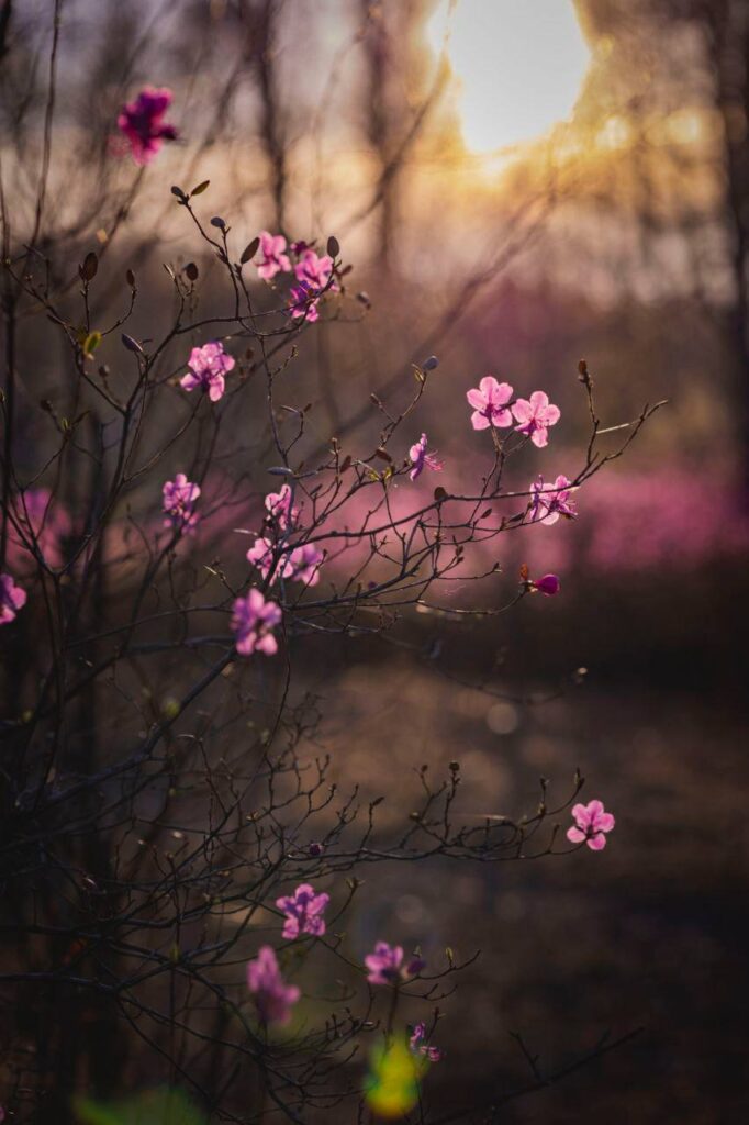 Невероятные краски: жители Шимановска делятся снимками багульника