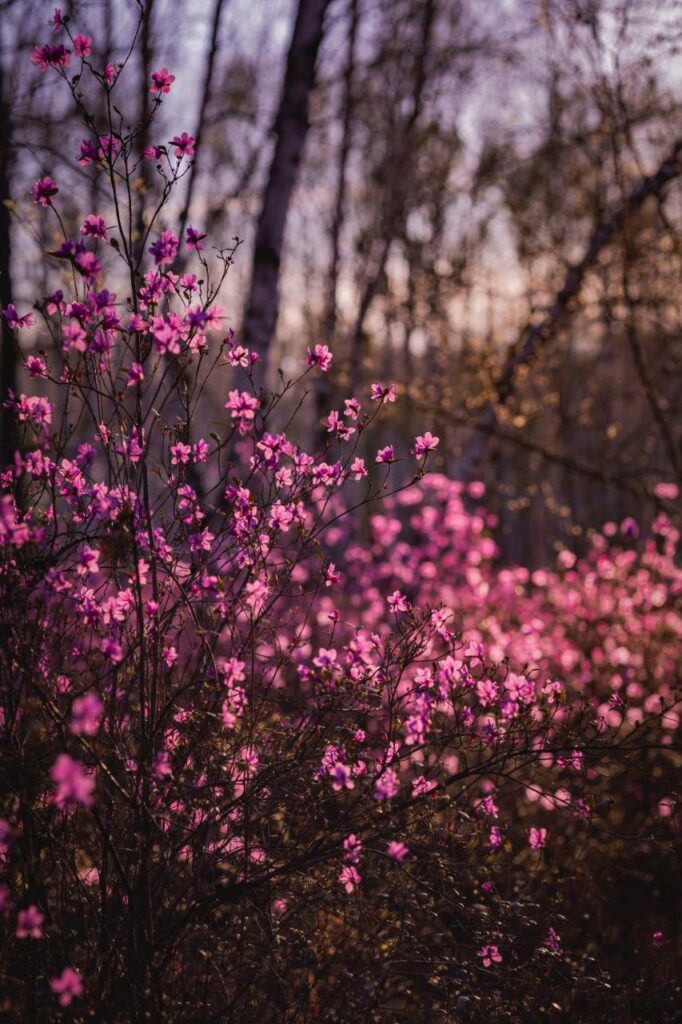 Невероятные краски: жители Шимановска делятся снимками багульника