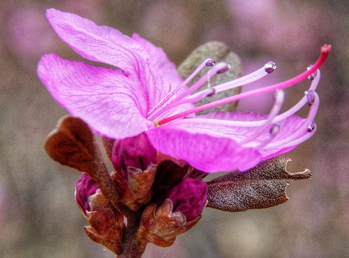 Невероятные краски: жители Шимановска делятся снимками багульника