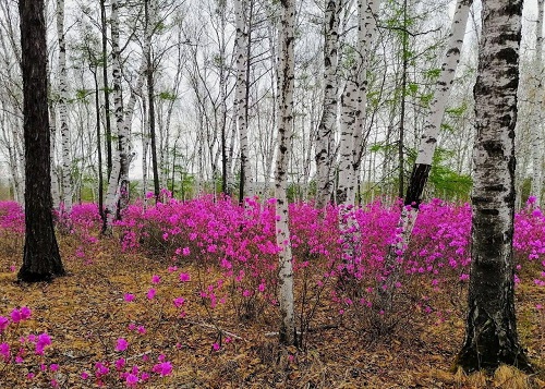 Невероятные краски: жители Шимановска делятся снимками багульника