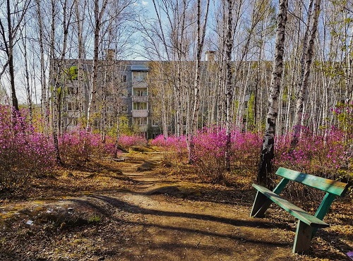 Невероятные краски: жители Шимановска делятся снимками багульника