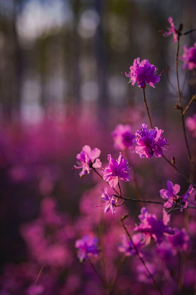 Невероятные краски: жители Шимановска делятся снимками багульника