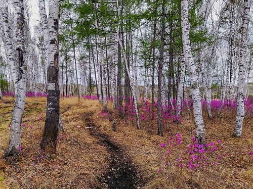 Невероятные краски: жители Шимановска делятся снимками багульника