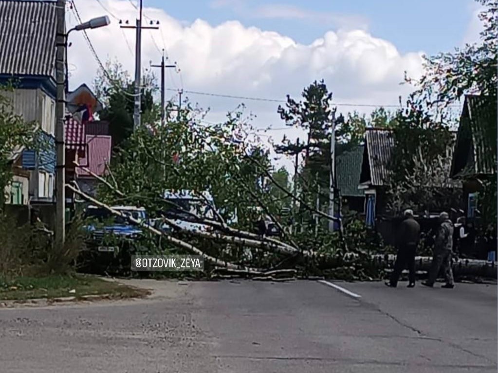 Упавшие деревья