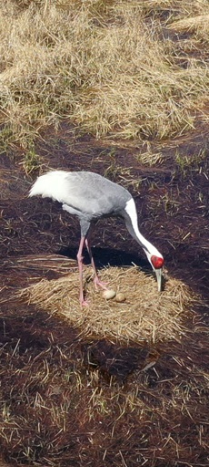 В Приамурье начали учет аистов и журавлей, но учтут не всех