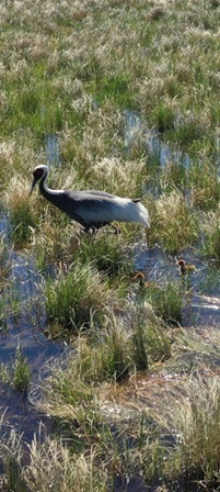 В Приамурье начали учет аистов и журавлей, но учтут не всех
