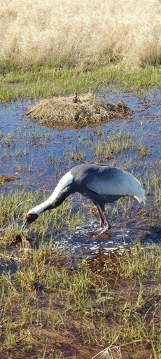 В Приамурье начали учет аистов и журавлей, но учтут не всех