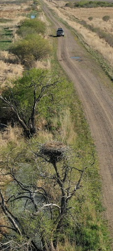 В Приамурье начали учет аистов и журавлей, но учтут не всех