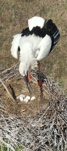 В Приамурье начали учет аистов и журавлей, но учтут не всех