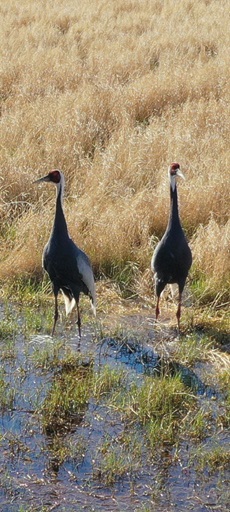 В Приамурье начали учет аистов и журавлей, но учтут не всех
