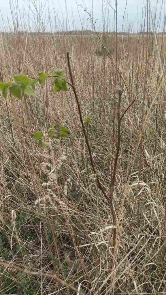 Посадка леса