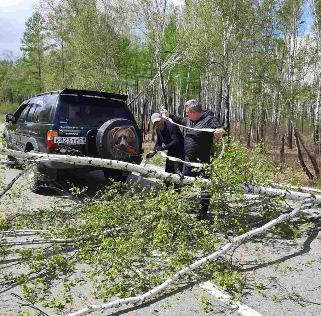 Упавшие деревья