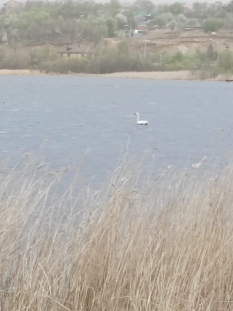 На озере в окрестностях Благовещенска замечен необычный обитатель