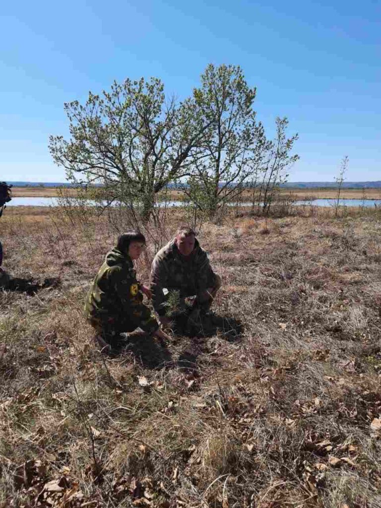 Посадка леса